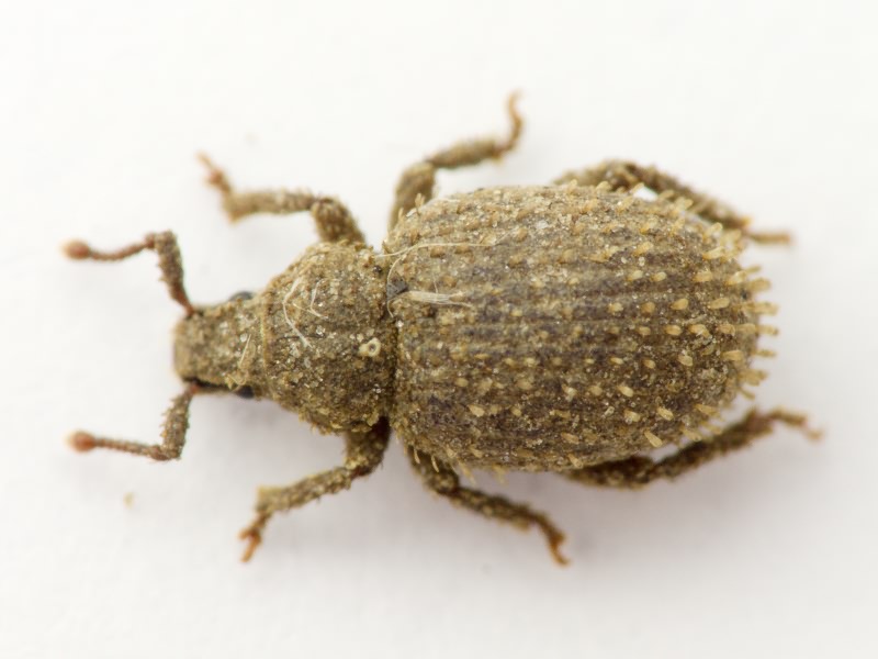 Cathormiocerus aristatus (Gyllenhal, 1827)